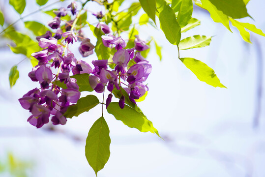 紫藤花架花卉廊亭