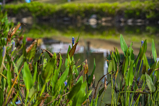 河边草地