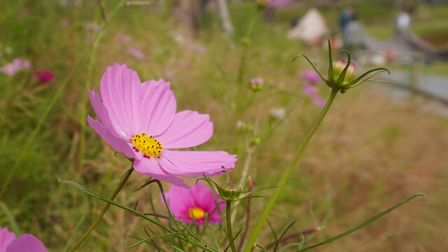 秋英花