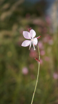 山桃花