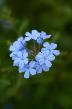 紫色野花