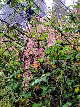 毛草花水珠