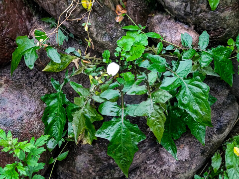 石坎上的野青菜