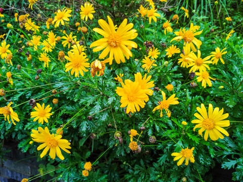 小菊花