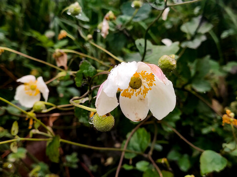 野棉花