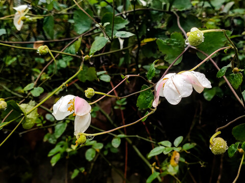 野棉花