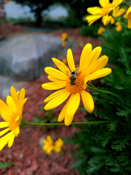 野菊花和小蜜蜂