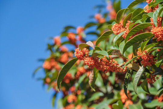 桂花