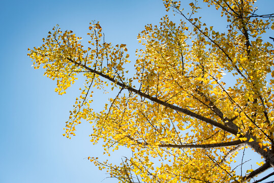 秋天的银杏树特写照片