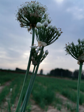 韭菜花