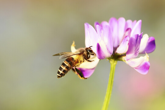 蜜蜂