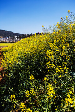 田园风光油菜花