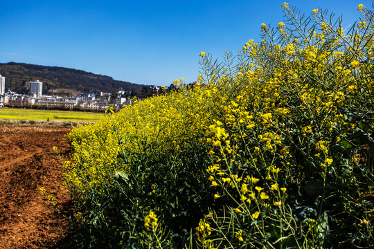 田园风光油菜花