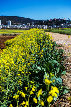 田园风光油菜花