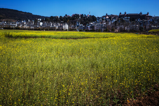 田园风光油菜花