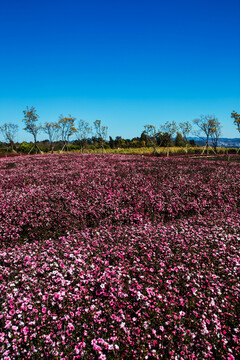 鲜花主题公园