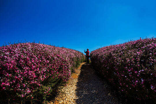 鲜花主题公园