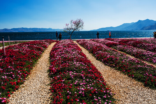 鲜花主题公园