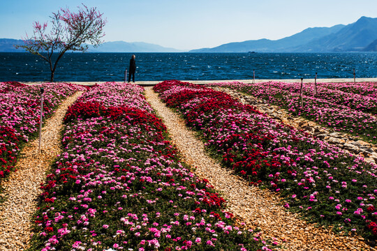 鲜花花卉主题公园