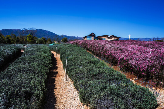 鲜花花卉主题公园