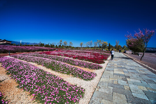 鲜花主题公园