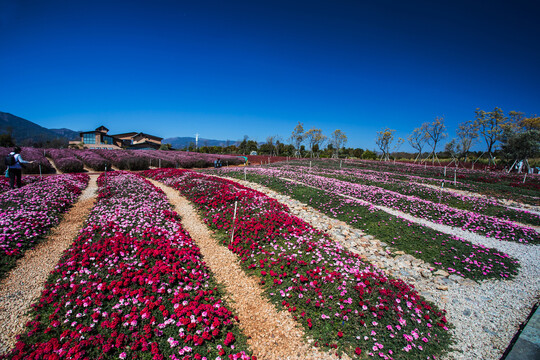 花卉主题公园