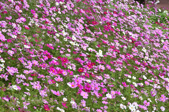 格桑花海