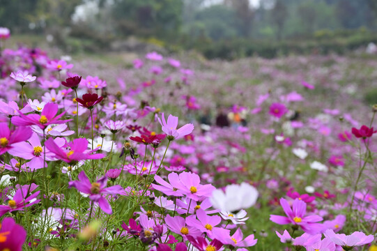 格桑花海