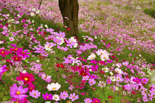 格桑花海