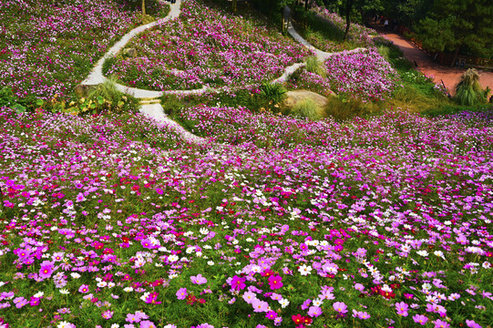 格桑花海