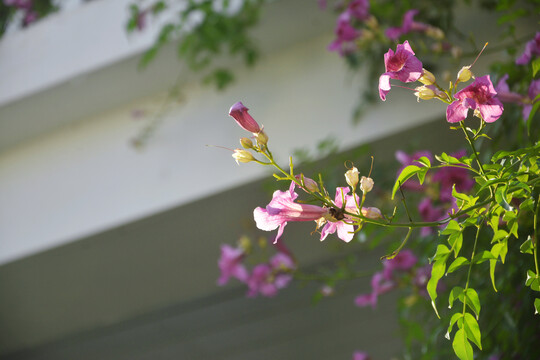 逆光凌霄花