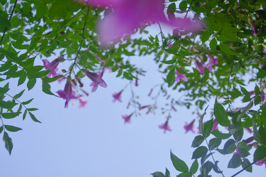 天空与凌霄花