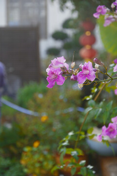 紫紅色的凌霄花