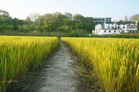 田间田埂