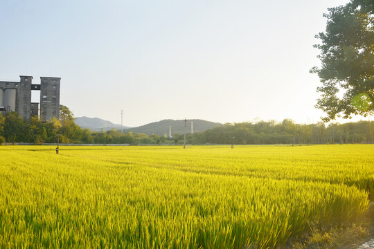 秋天稻田