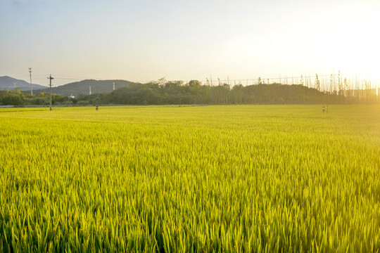 秋日稻田