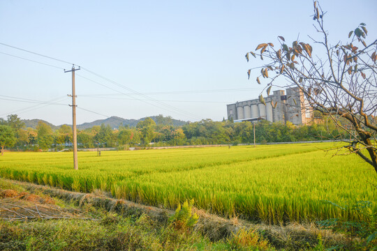 乡村稻田