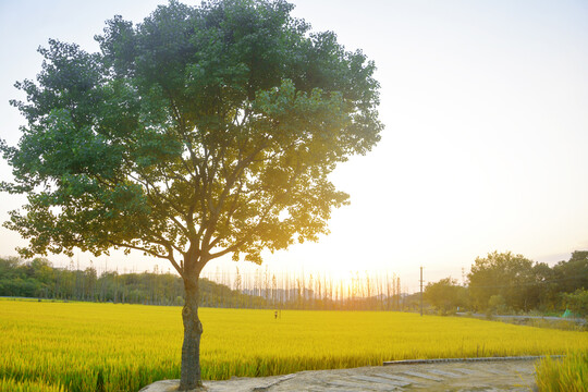 田边树景