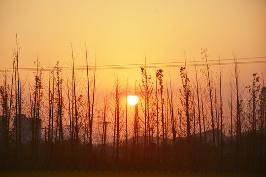 樹(shù)與落日夕陽(yáng)