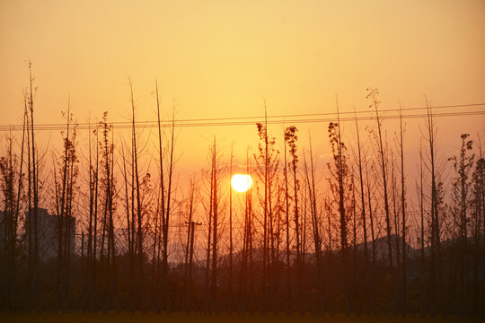 树与落日夕阳