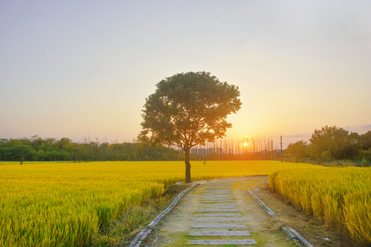 傍晚稻田美景