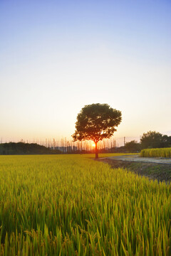 傍晚日落樹(shù)景
