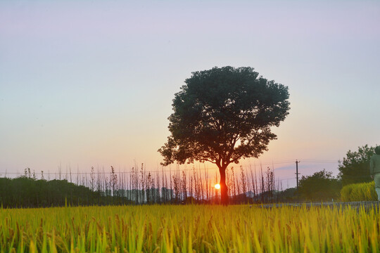 傍晚日落樹(shù)景