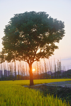 落日与树景