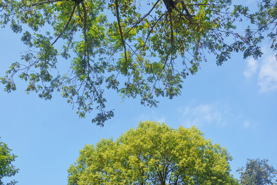 蓝天树枝