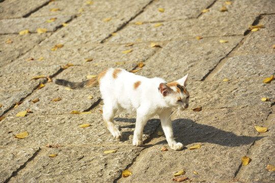 秋天里的小猫