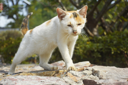 流浪猫