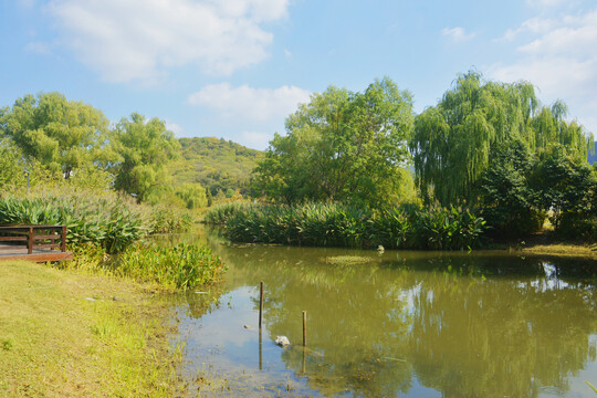 池塘美景