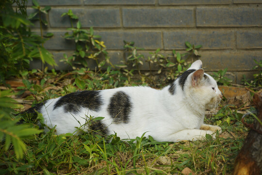 黑白相间的猫