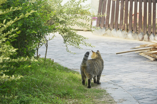 田园猫